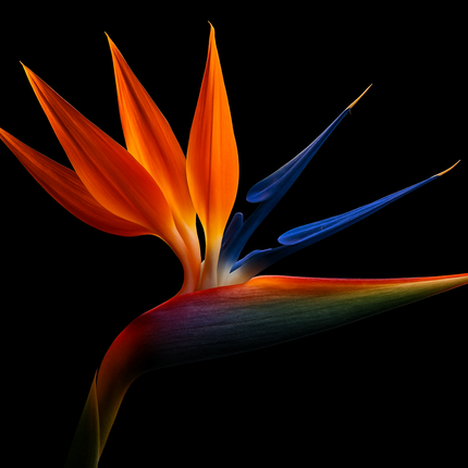 Collection image for: Kamerplanten