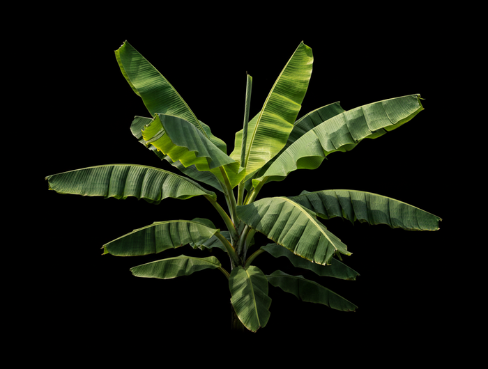 <h2>Nieuwe Collectie Tuinplanten</h2>