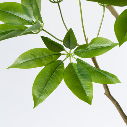 Luxe kunstplant - Zijden Pachira Plant – 180 cm