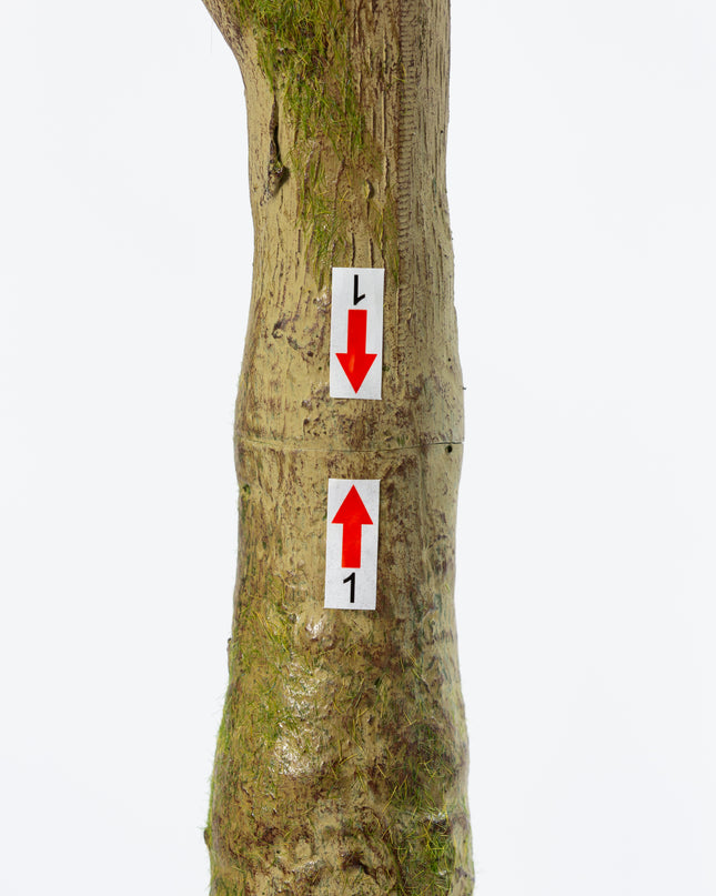 Luxuriöse Kunstpflanze - Seiden-Pachira-Pflanze – 180 cm
