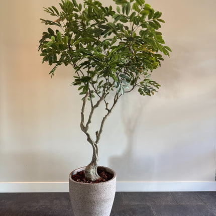 Luxe Kunstplant - Zijden Khaya – 180 cm