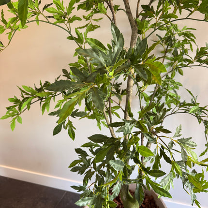 Luxe Kunstplant - Zijden Aralia Plant 175 cm
