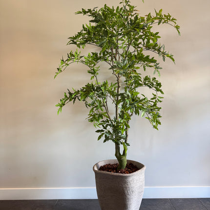 Luxe Kunstplant - Zijden Aralia Plant 175 cm