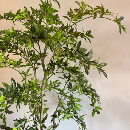Luxe Kunstplant - Zijden Aralia Plant 175 cm