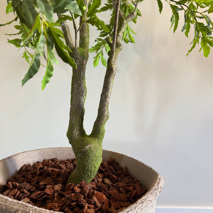 Luxe Kunstplant - Zijden Aralia Plant 175 cm