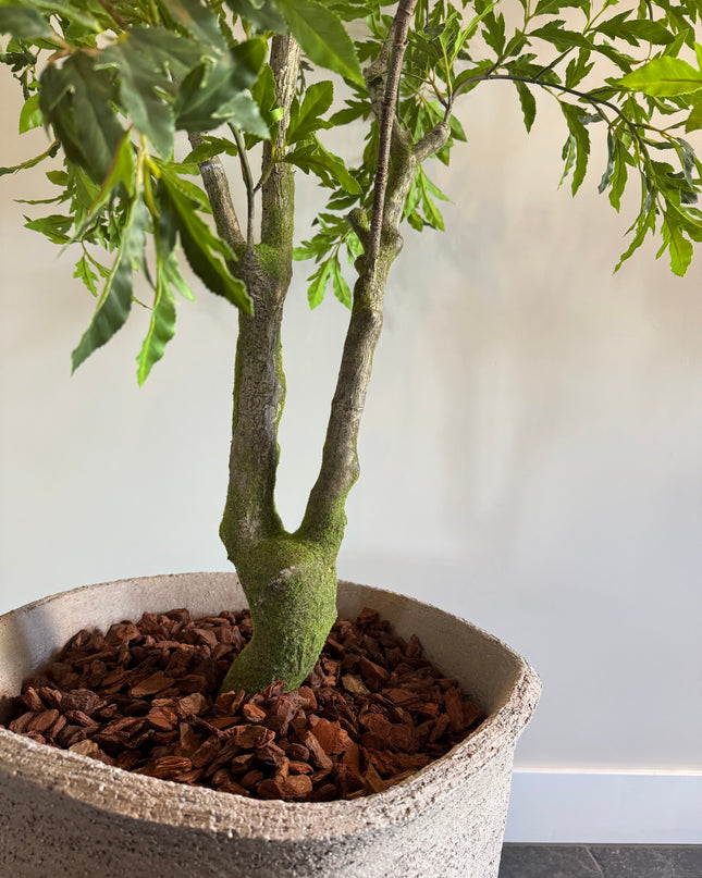 Luxe Kunstplant - Zijden Aralia Plant 175 cm