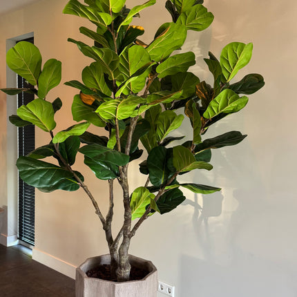 Luxe kunstplant - Zijden Ficus Lyrata – 220 cm