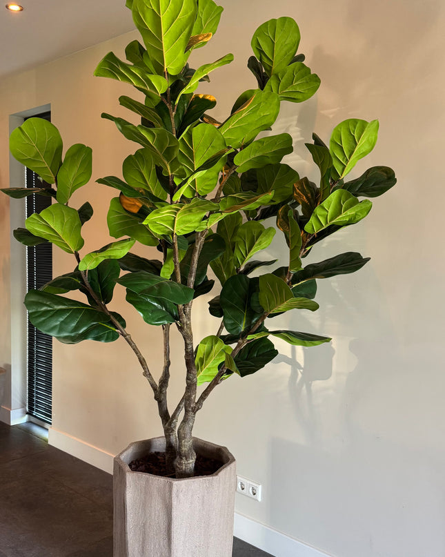 Luxe kunstplant - Zijden Ficus Lyrata – 220 cm