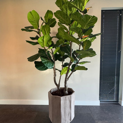 Luxe kunstplant - Zijden Ficus Lyrata – 220 cm
