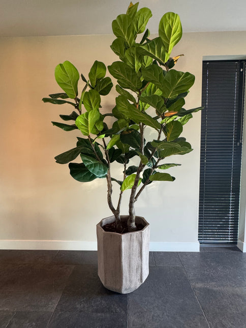 Luxe kunstplant - Zijden Ficus Lyrata – 220 cm