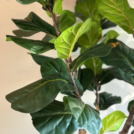 Luxe kunstplant - Zijden Ficus Lyrata – 220 cm