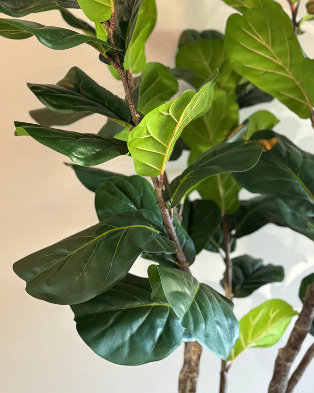 Luxe kunstplant - Zijden Ficus Lyrata – 220 cm
