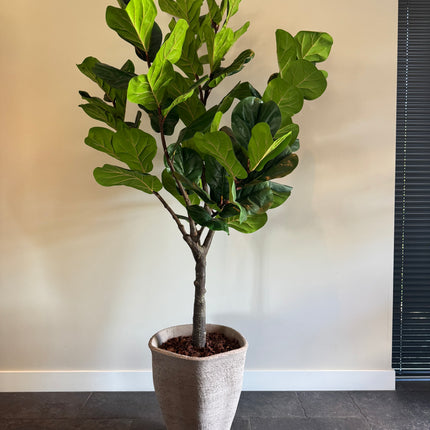 Luxe kunstplant - Zijden Ficus Lyrata – 200 cm