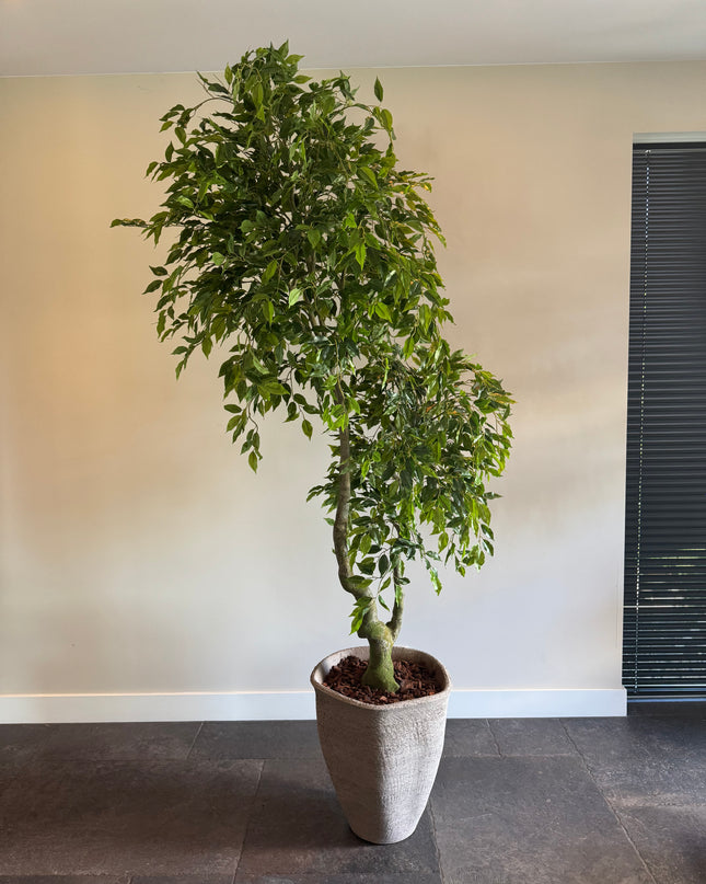 Luxe Kunstplant - Zijden Ficus Benjamina  210 cm