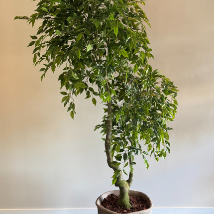 Luxe Kunstplant - Zijden Ficus Benjamina  210 cm