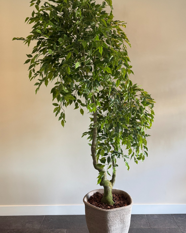 Luxe Kunstplant - Zijden Ficus Benjamina  210 cm