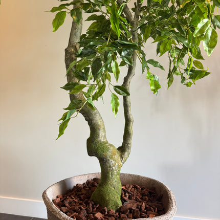 Luxe Kunstplant - Zijden Ficus Benjamina  210 cm