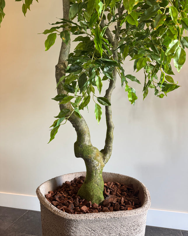 Luxe Kunstplant - Zijden Ficus Benjamina  210 cm