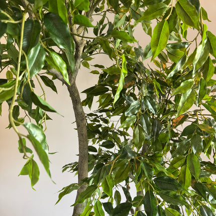 Luxe Kunstplant - Zijden Ficus Benjamina  210 cm