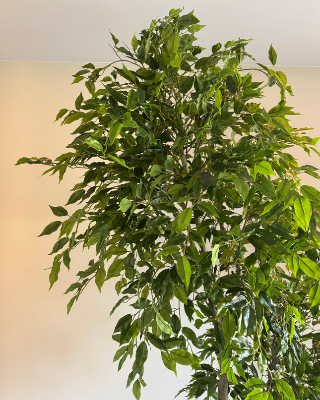 Luxe Kunstplant - Zijden Ficus Benjamina  210 cm