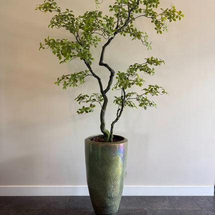 Luxe Kunstplant - Zijden Bucida Bonsai – 170 cm