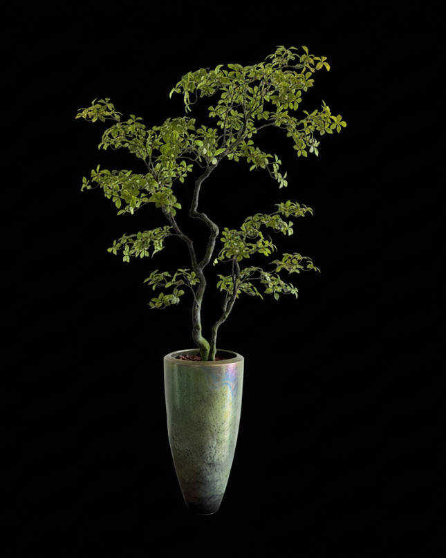 Luxe Kunstplant - Zijden Bucida Bonsai – 170 cm