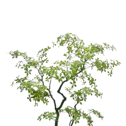 Luxe Kunstplant - Zijden Bucida Bonsai – 170 cm