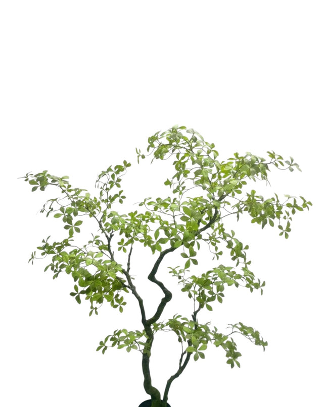 Luxe Kunstplant - Zijden Bucida Bonsai – 170 cm