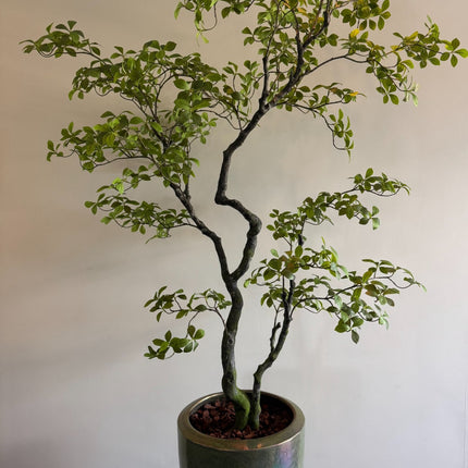 Luxe Kunstplant - Zijden Bucida Bonsai – 170 cm