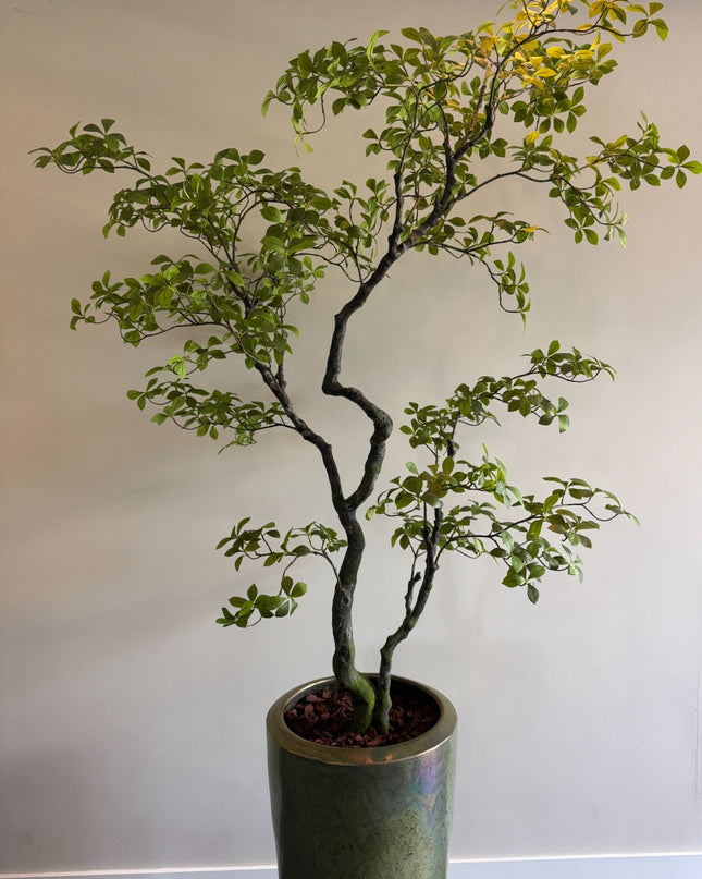 Luxe Kunstplant - Zijden Bucida Bonsai – 170 cm