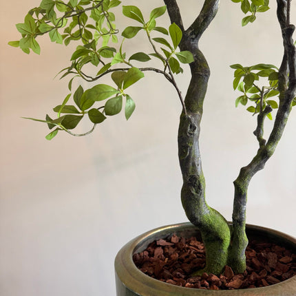 Luxe Kunstplant - Zijden Bucida Bonsai – 170 cm