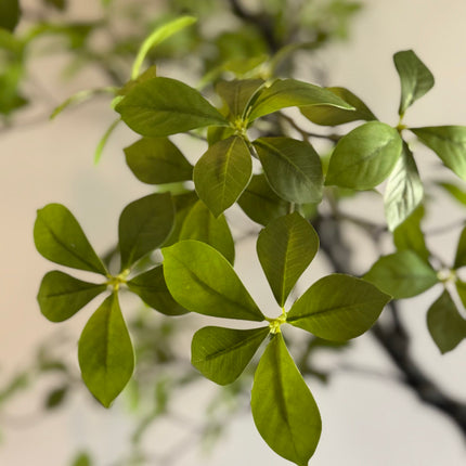 Luxe Kunstplant - Zijden Bucida Bonsai – 170 cm