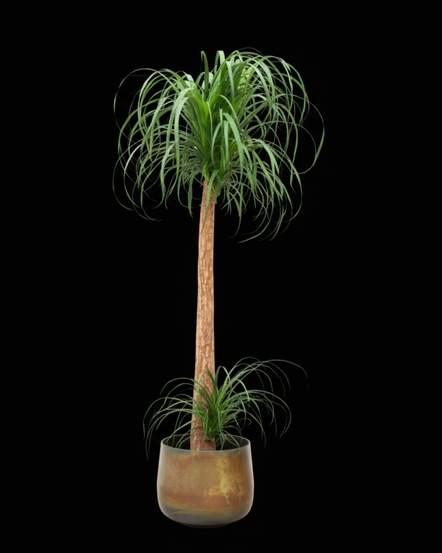 Beaucarnea XXL - 200cm