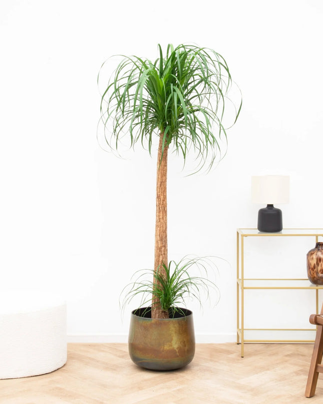 Beaucarnea XXL - 200cm