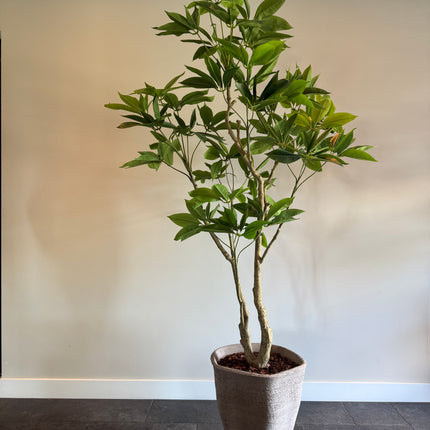 Luxe kunstplant - Zijden Pachira Plant – 180 cm