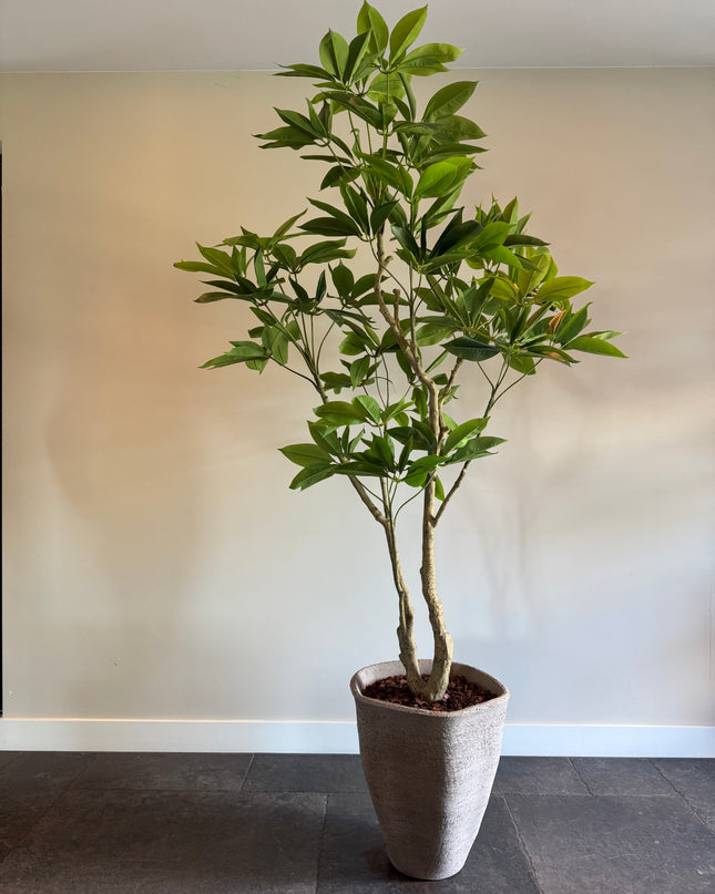 Luxe kunstplant - Zijden Pachira Plant – 180 cm