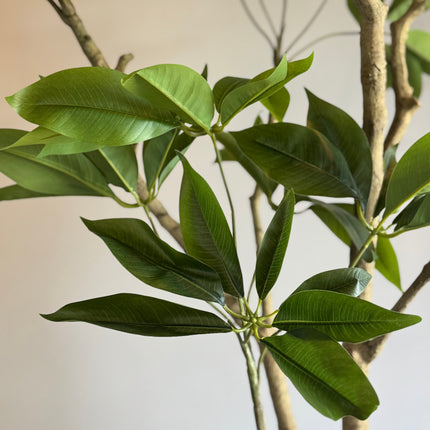 Luxe kunstplant - Zijden Pachira Plant – 180 cm