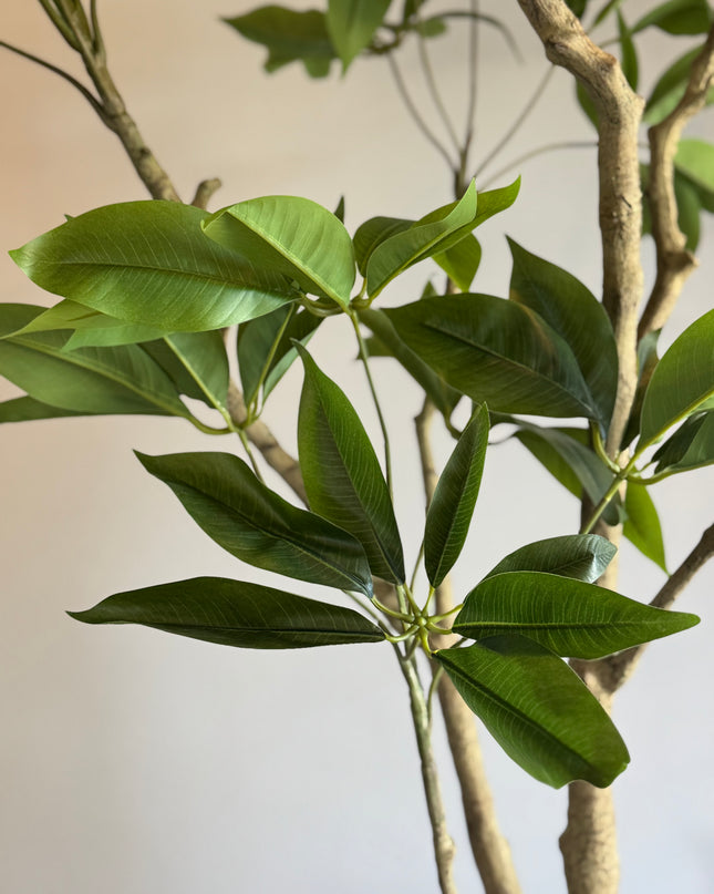 Luxe kunstplant - Zijden Pachira Plant – 180 cm