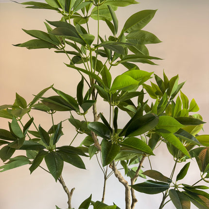 Luxe kunstplant - Zijden Pachira Plant – 180 cm