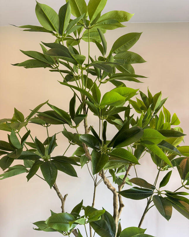 Luxe kunstplant - Zijden Pachira Plant – 180 cm