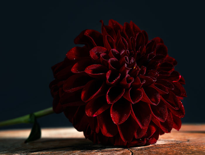 <h2>WORLD of DUTCH </h2><h2>Flowers & Plants</h2><h2></h2><h5></h5>