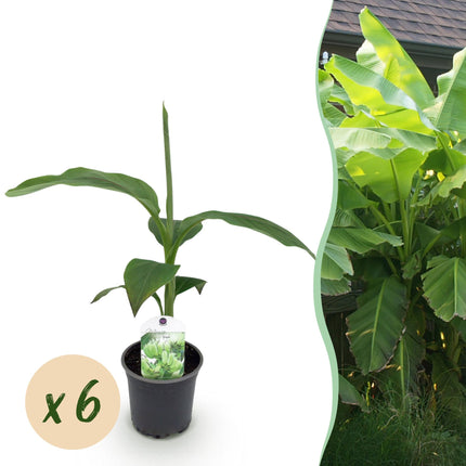 Planta de plátano - Musa Basjoo - Resistente al invierno - 6 plantas - Maceta 12cm Altura 30cm