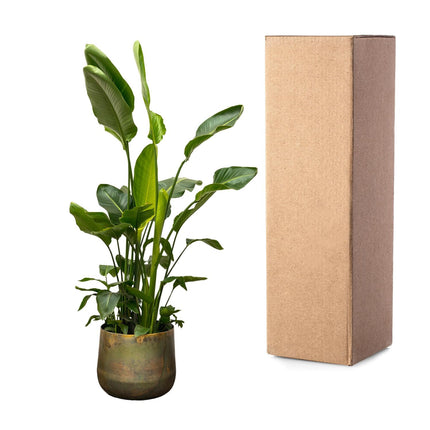 Strelitzia Nicolai de luxe XXL - 250cm - ø40 - 🚚 Kostenloser Versand