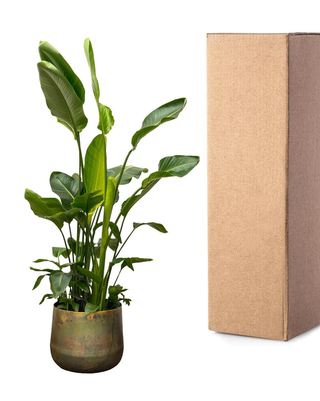 Strelitzia Nicolai de lujo XXL - 250cm - ø40 - 🚚 Envío Gratis