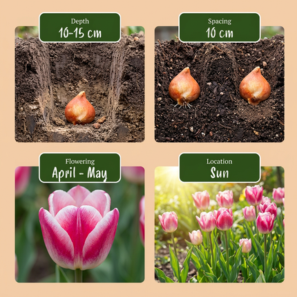 48x Tulipa Mata Hari - Tulipano Mata Hari - Rosa e bianco - Fioritura primaverile - Calibro del bulbo 11/12