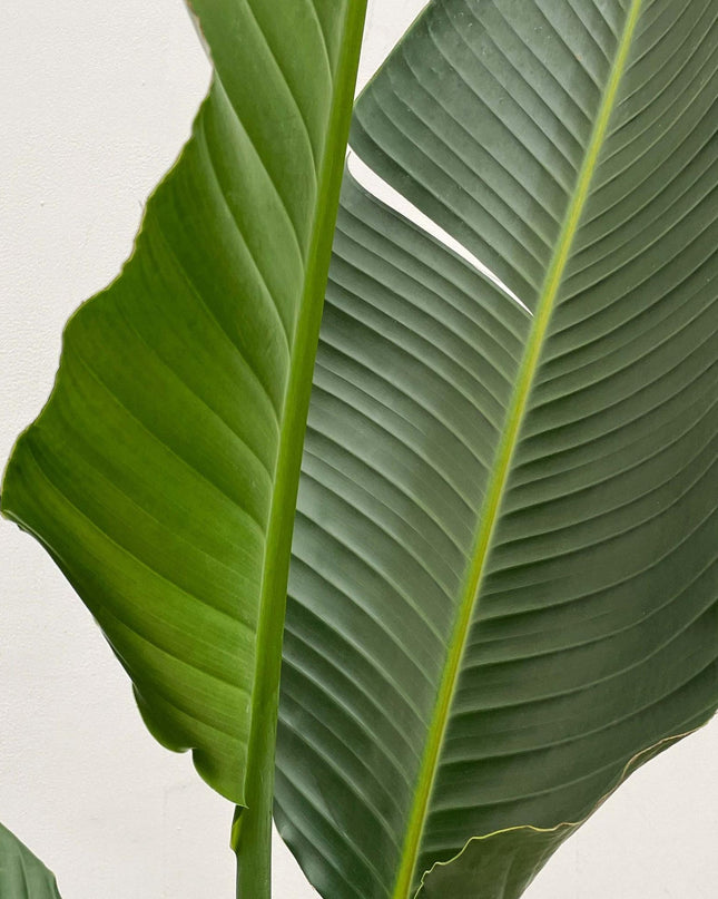 Strelitzia Augusta multi stam XXL - 250 cm - ø30-40