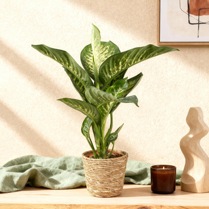Diefenbachia Tropic Snow - Dieffenbachia + mandarina - Maceta 21cm - Altura 90-100cm