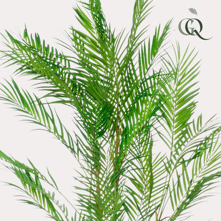 Kunstplant - Chamaedorea Elegans - Bergpalm - ↕ 120 cm