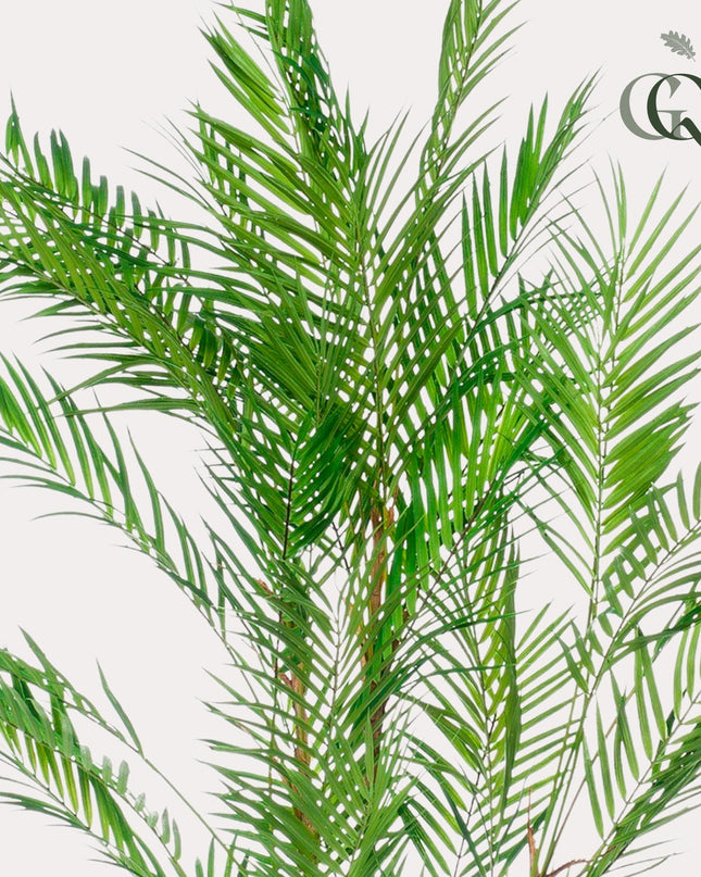 Kunstplant - Chamaedorea Elegans - Bergpalm - ↕ 120 cm