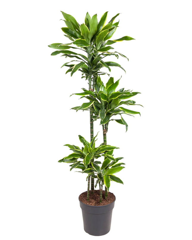 Dracaena Golden Coast - 140 cm - ø27